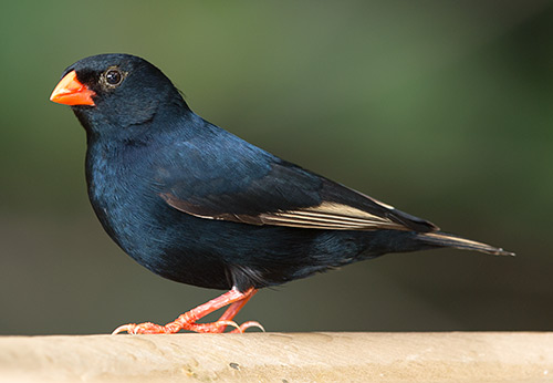 Village Indigobird male